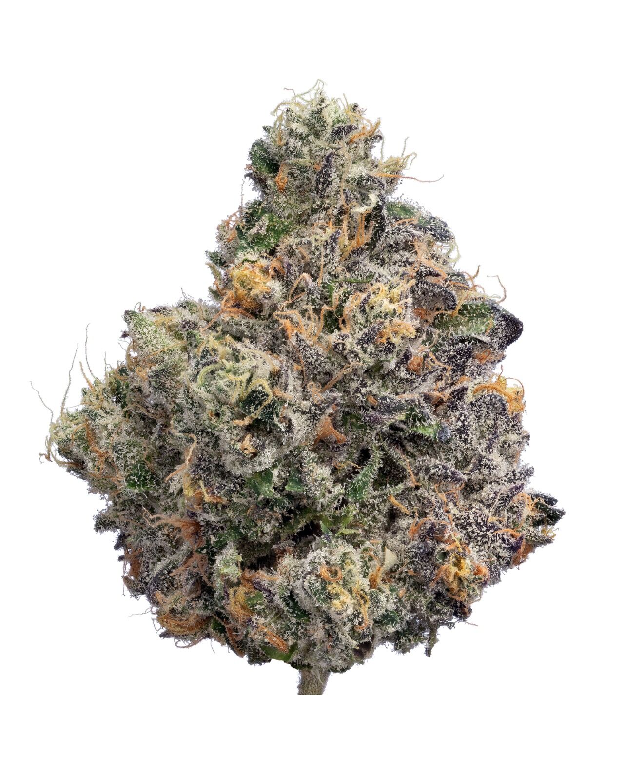 Destino Farms 7g Indoor Exotic Flower Sunset Runtz Hybrid