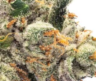 Destino Farms Exotic Flower 7g - Triple Burger Indica